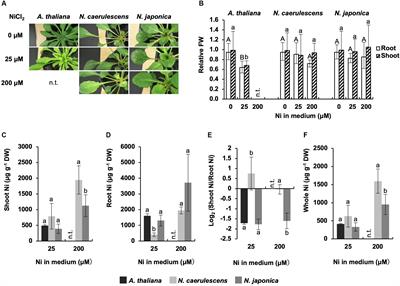 Elevated Expression of Vacuolar Nickel Transporter Gene IREG2 Is Associated With Reduced Root-to-Shoot Nickel Translocation in Noccaea japonica